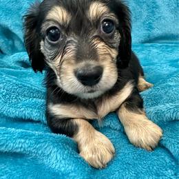 Tangerine - Black and cream female Dachshund puppy in Memphis, Tennessee from River City Doxies