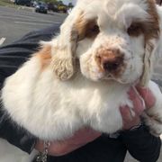Clumber Spaniel Puppies from Tricklecreek Clumber Spaniels