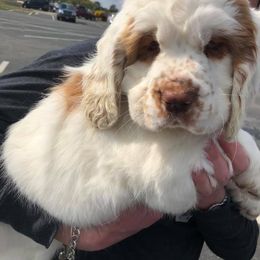Clumber Spaniel Puppies from Tricklecreek Clumber Spaniels