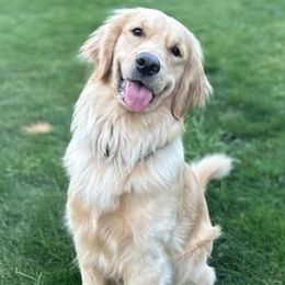 Charlie - Golden Retriever