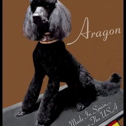 Aragon - Poodle