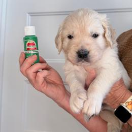 Boy 3 Dark Green - Light golden male Golden Retriever puppy in Mc Minnville, Tennessee from Wishaw Whisky Golden Retrievers