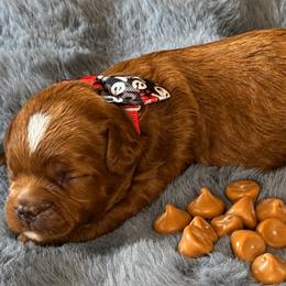 Butterscotch - male Cavapoochon puppy in Waldron, Arkansas from Kay’s Cutie Poos