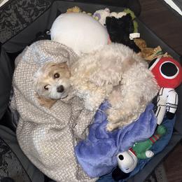 Maltipoo All Grown Up from Tiffany Akins