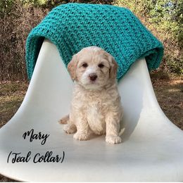 Australian Labradoodle Puppies from Doodles in Bloom
