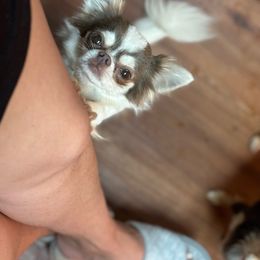 Casper - Chihuahua