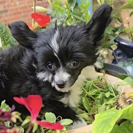Girl 2 - Black and white female Chinese Crested puppy in Amarillo, Texas from Lone Star Chinese Cresteds by Kim
