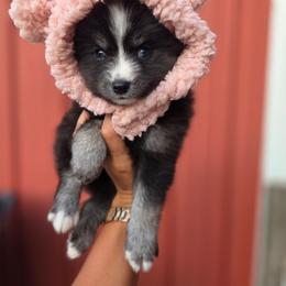 Winslow - Tri-color female Pomsky puppy in Mc Callsburg, Iowa from SZ Rolling Acres LLC