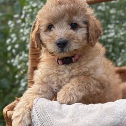 Kelce - Red  female Goldendoodle puppy in Zeeland, Michigan from Dandelion Lane Doodles