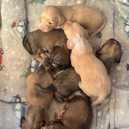 Dachshund Puppies from Loveland Doxies