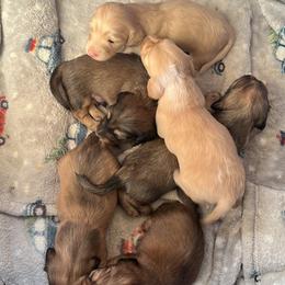 Dachshund Puppies from Loveland Doxies