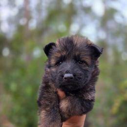 Alastor - Black Collar - Sable male German Shepherd puppy in Hawthorne, Florida from Lace's High Flying German Shepherds And Golden Retrievers