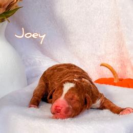 Joey - Red  male Goldendoodle puppy in Urbana, Illinois from ZaraDoodles
