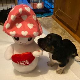Boots AKC full rights - Black and cream male Dachshund puppy in Elizabethtown, Kentucky from Teeny Tiny Puppy Tails