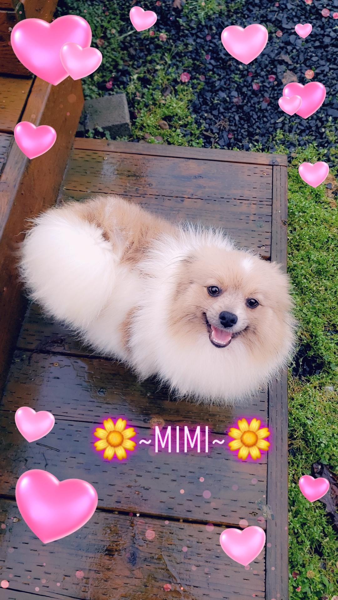 MiMi