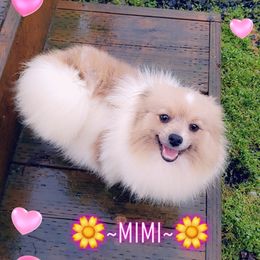 MiMi - Pomeranian