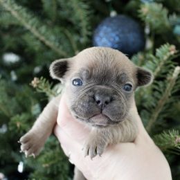 Onyx - Blue fawn male French Bulldog puppy in Tomahawk, Wisconsin from Mahner Labs