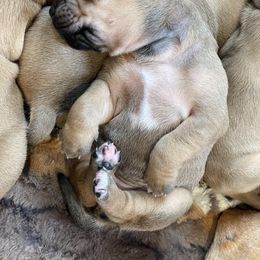 Rhodesian Ridgeback Puppies from Lyonnese Rhodesian Ridgebacks