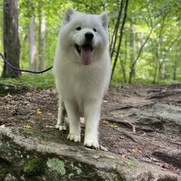 Samoyed All Grown Up from Easter’s Dogwood Acres