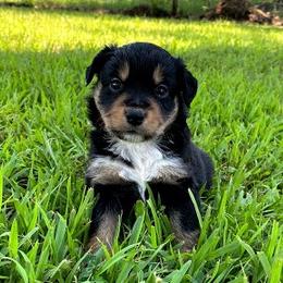 "BTF - (Elsa) Stormie X Big" Australian Shepherd and Miniature Australian Shepherd Puppies from Flying S Aussies