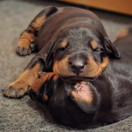 Lily - Black and rust female Doberman Pinscher puppy in Houston, Texas from Becken Dobermans