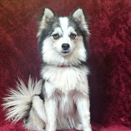 Daisy - Pomsky