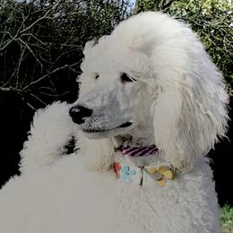 Anja - Poodle