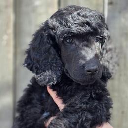 Lucian - Phantom male Poodle puppy in New York from Powder Puff Poodles