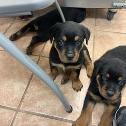 Girl 2 - Black and mahogany female Rottweiler puppy in San Antonio, Texas from HAUS OF RZA