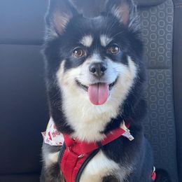 Pomskies from Pier Pomskies