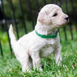 Cassiopeia - White female Poodle puppy in Pleasant Grove, Utah from Out of This World Poodles