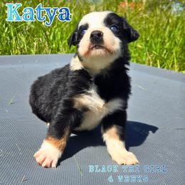 Katya - Black tri-color female Australian Shepherd puppy in Abilene, Texas from S&K Aussies N' Rotties