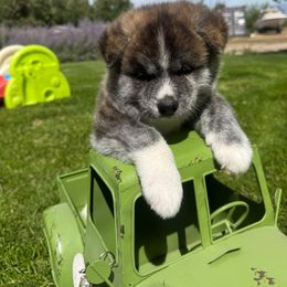 Tank - Brindle male Japanese Akitainu puppy in Payson, Utah from Havoc Akitas