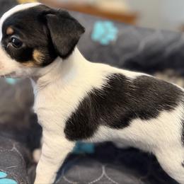 Annie - Black and white female Chihuahua puppy in Amity, Pennsylvania from Rhoda and Verna