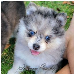 Elliott - Merle male Pomsky puppy in North Liberty, Indiana from Indiana Pomsky