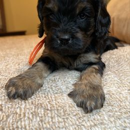 Kat - Black and tan female Cavapoo puppy in Beckley, West Virginia from By Design Doodles