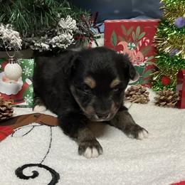 Oakley- blue eyes - Black tri male Miniature Australian Shepherd puppy in Signal Mountain, Tennessee from D & D Miniature and Toy Australian Sheppards