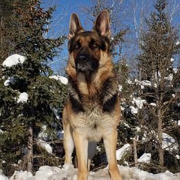 Archer - German Shepherd