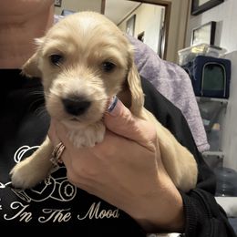 Oogie Boogie - Cream male Dachshund puppy in Lubbock, Texas from It’s a Hot Mess
