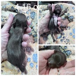 Ace - Chocolate, tan and white male Yorkshire Terrier puppy in Tulsa, Oklahoma from Yorker Puppy Palace