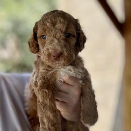 Sailer - Cream male Goldendoodle puppy in Escalon, California from Miley&Co.
