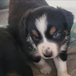 Rocket - Black tri male Miniature Australian Shepherd puppy in Deer Park, Washington from Rodeo Aussies