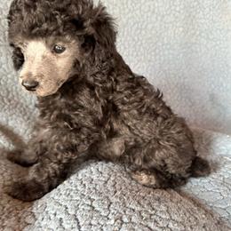 Jase (red) - Silver male Poodle puppy in Cabool, Missouri from Rafter B Farms