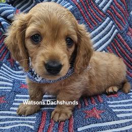 Dachshund Puppies from Holly Watson