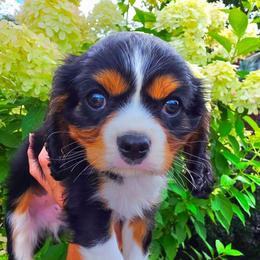 Quinton - Tri-color male Cavalier King Charles Spaniel puppy in Watsontown, Pennsylvania from Huntsman Cavaliers