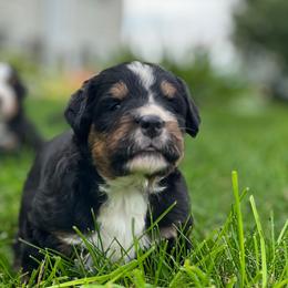 Raven - Black rust and white female Bernese Mountain Dog puppy in Stone Creek, Ohio from Highland Meadows