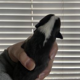 Girl 2 - Pembroke Welsh Corgi puppy in Kendrick, Idaho from Coburn’s Corgis