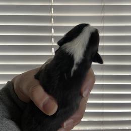 Girl 2 - Pembroke Welsh Corgi puppy in Kendrick, Idaho from Coburn’s Corgis