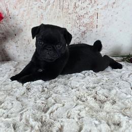 Buster - Black male Pug puppy in Atwood, Illinois from Peace Road Puppies