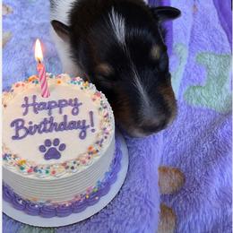 Fellie - Black white and tan female Collie puppy in Carencro, Louisiana from Cajun Bayou's Collies LLC